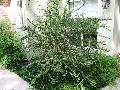 Wimbei Chinese Privet / Ligustrum sinense 